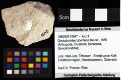 Foto (Objket + Etiketten) von Cracensigillatus acutirostris (Moericke, 1889) 